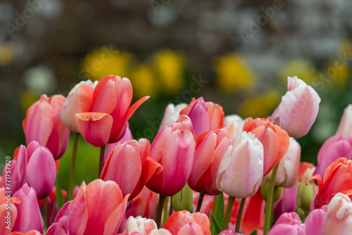 Pink garden tulips (tulipa gesneriana) in bloom #771757920