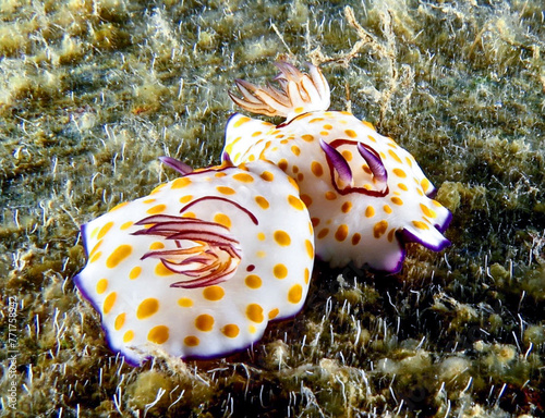 Colourful nudibranch from Cyprus photo