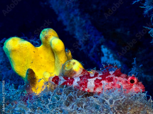 A madeira rock fish next to a yellow sea sponge photo