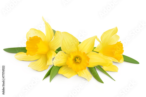 Daffodil flower or narcissus isolated on white background with full depth of field © kolesnikovserg