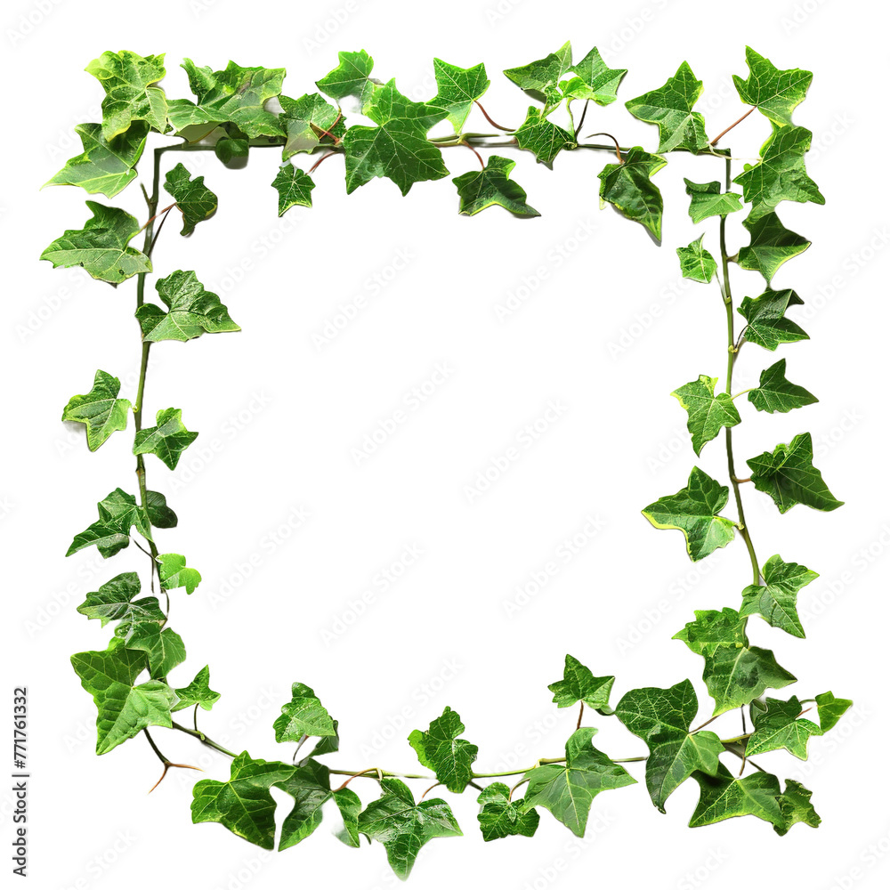 Picture frame with summer climbing ivy with green on transparent or white background Picture frame with summer climbing ivy with green on transparent or white background