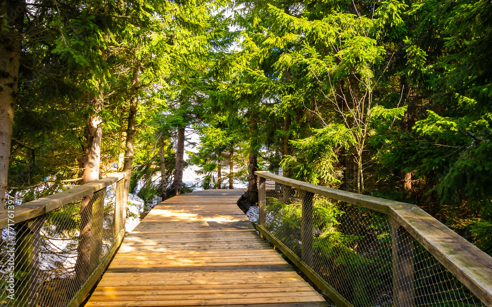 wooden bridge through the spruce forest