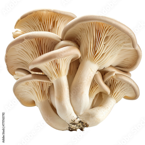 Oyster mushroom on transparent or white background