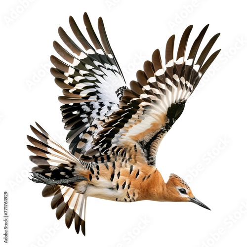 Flying hoopoe bird on transparent or white background