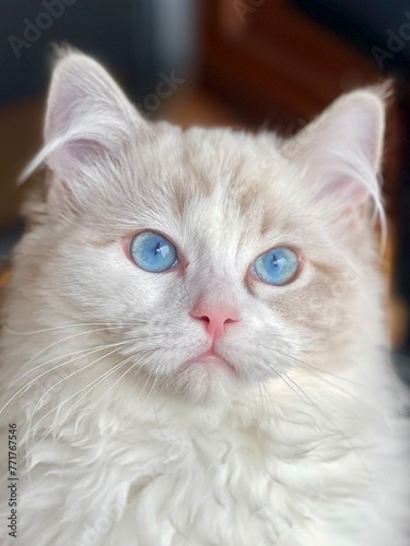 Ragdoll Lynx Cat