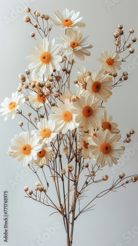 Cluster of Daisies on White Background