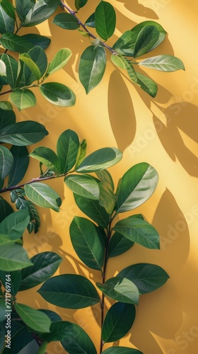 Green Leaf Plant on Yellow Background