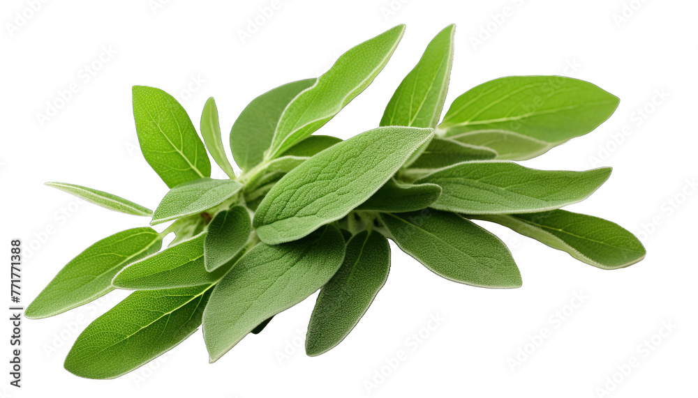 Fresh sage leaves isolated in no background. Top view. Flat lay.