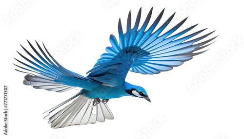 blue jay bird isolated in no background © PNG