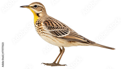 Crested Lark isolated in no background with clipping path. photo