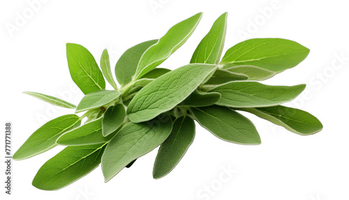 Fresh sage leaves isolated in no background. Top view. Flat lay. © PNG