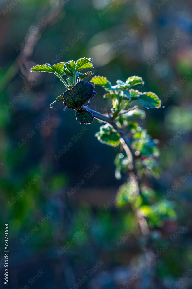 Nature's Elegance. Close up, detail shot of lush green leaves on isolated tree branch. Nature's Elegance. Close up, detail shot of lush green leaves on isolated tree branch.
