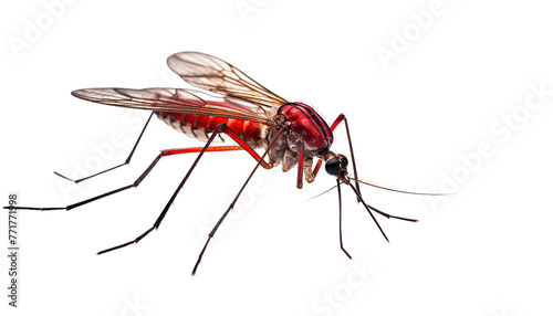 Red Mosquito isolated in no background. Close-up.