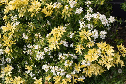Choisya Sundance Tree. Flowers in the garden