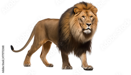 Lion standing, isolated in no background, side view, clipping path