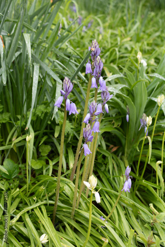 Bluebell flowers in bloom  Hyacinthoides massartiana 