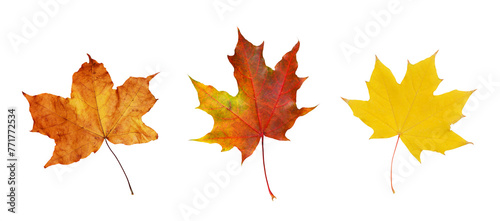 Set of autumn maple leaves ...