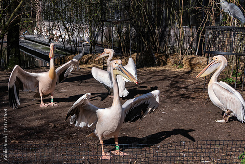 Rosy pelican or Great white pelican (Pelecanus onocrotalus) is a bird in the pelican family in Amsterdam Artis Zoo, oldest zoo in the country. Amsterdam, the Netherlands.