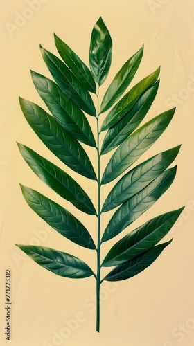 Large Green Leaf Against White Wall