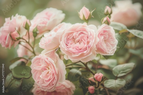 Delicate Pink David Austin Rose Flowers in Full Bloom, Floral Photography Showcasing the Beauty and Romance of English Roses