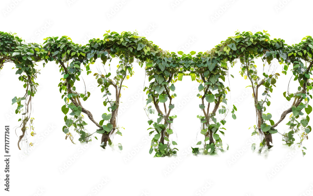 Fototapeta premium Verdant Javanese Treeline Grape Ivy Cissus spp on transparent or white background