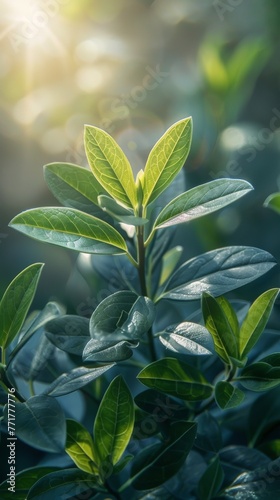 Close Up of Green Plant Leaves