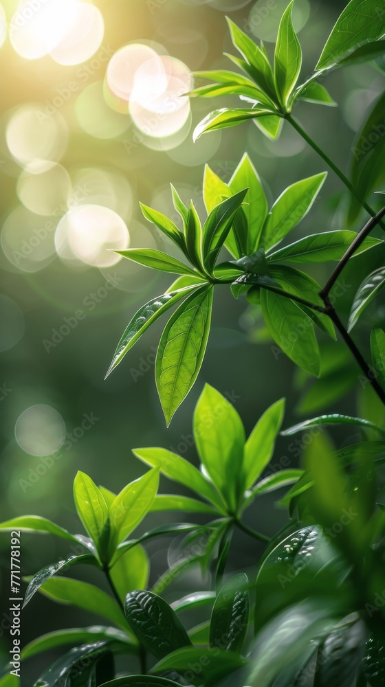 Close-Up of Lush Green Leafy Plant Close-Up of Lush Green Leafy Plant
