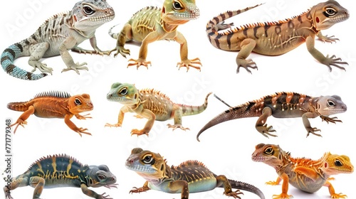 Cute photo realistic animal lizzard set collection. Isolated on white background