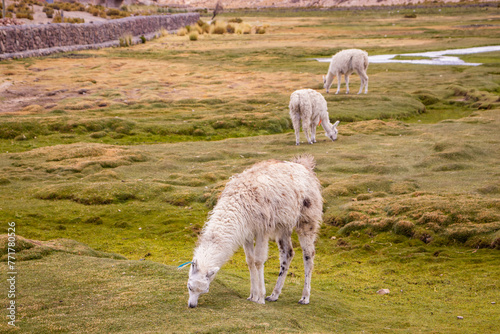 Llamas in a Bolivian landscape