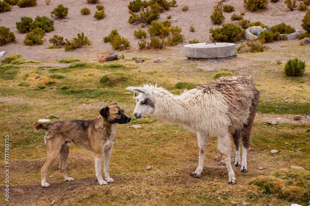 Obraz premium Llamas in a Bolivian landscape
