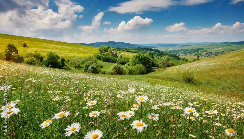 Hills of Happiness: Spring and Summer Daisies in the Countryside Hills of Happiness: Spring and Summer Daisies in the Countryside