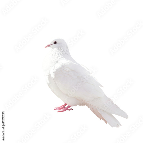 A white Charadriiformes bird with pink feet perches on a transparent background