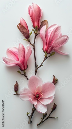 Two Pink Flowers on White Background