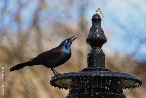 The common grackle (Quiscalus quiscula) is a species of large icterid bird found in large numbers through much of North America. photo