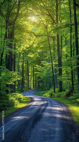 Dirt Road Running Through Forest