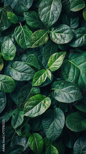 Cluster of Green Leaves