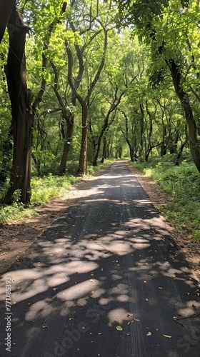 Dirt Road Running Through Forest