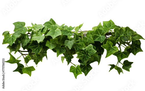 A lush green plant with vibrant leaves on a pristine white backdrop