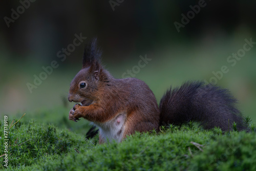 Hungry Eurasian red squirrel (Sciurus vulgaris) eating a nut in the forest of Noord Brabant in the Netherlands. 