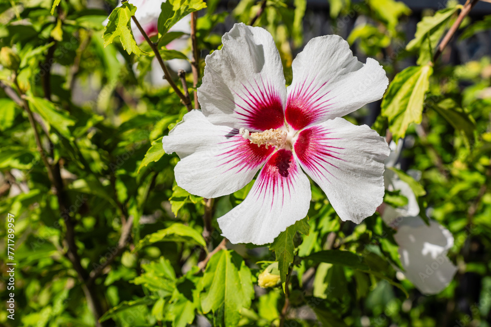 white big flower on green background of leaves white big flower on green background of leaves