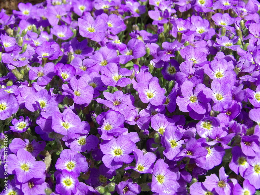 Zbliżenie na kwiaty rośliny z gatunku Aubrieta Zbliżenie na kwiaty rośliny z gatunku Aubrieta