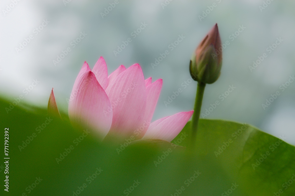 Lotus in full bloom