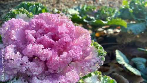 Photo of a close-up plant of a decorative cabbage with green leaves  