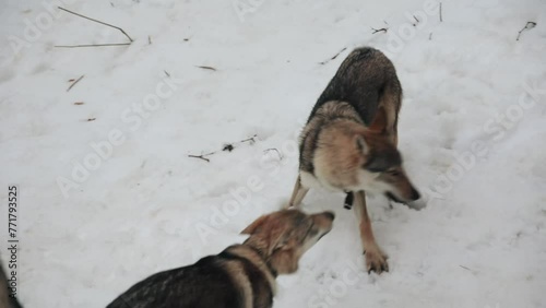 A group of Czechoslovakian wolf dogs play, roll and bite each other. While they are in the snow in winter they pick things from the ground.