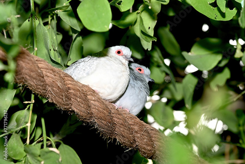 Massey dove , scientific name Geopelia cuneata photo