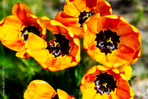 Vivid Orange Tulips Opening to the Spring Sun