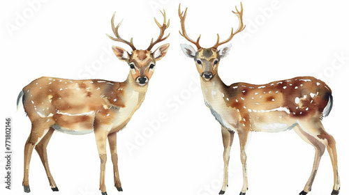 watercolor two funny whimsy deer clipart
