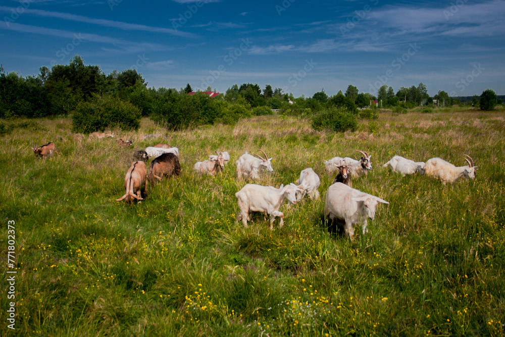 Obraz premium Pastoral Goat Herd