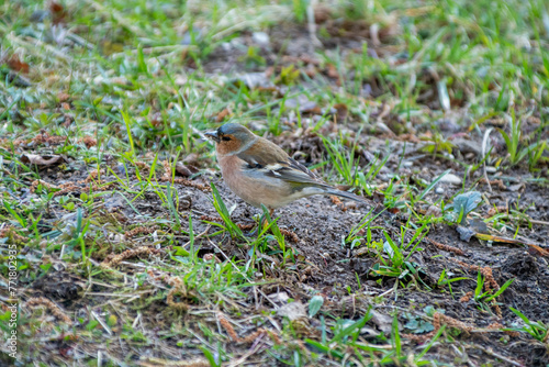 sparrow on a grass