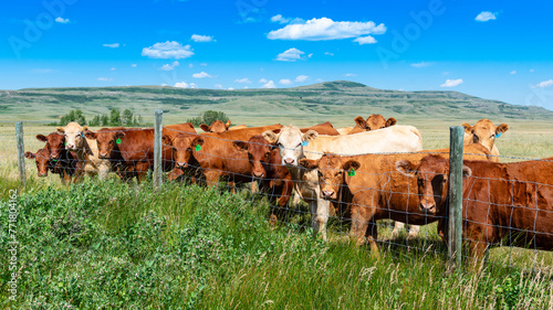 Beef Cattle